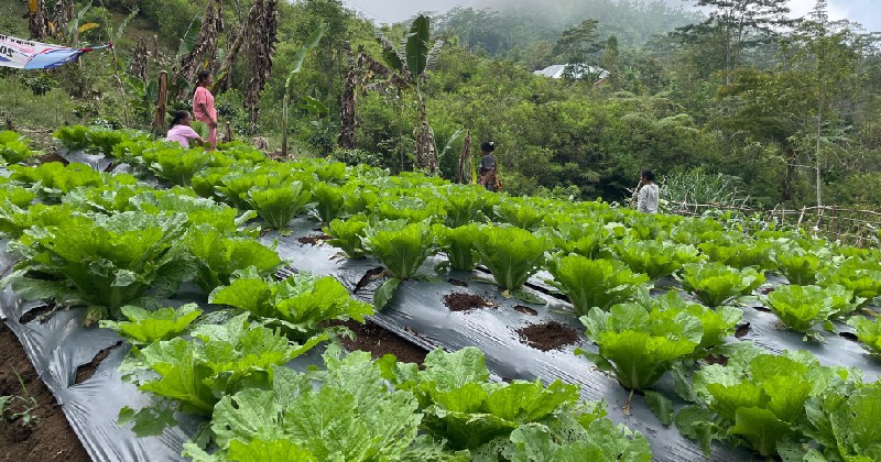 Kelompok Tani Hortikultura Poco Leok NTT Binaan PLN Raup Keuntungan Besar
